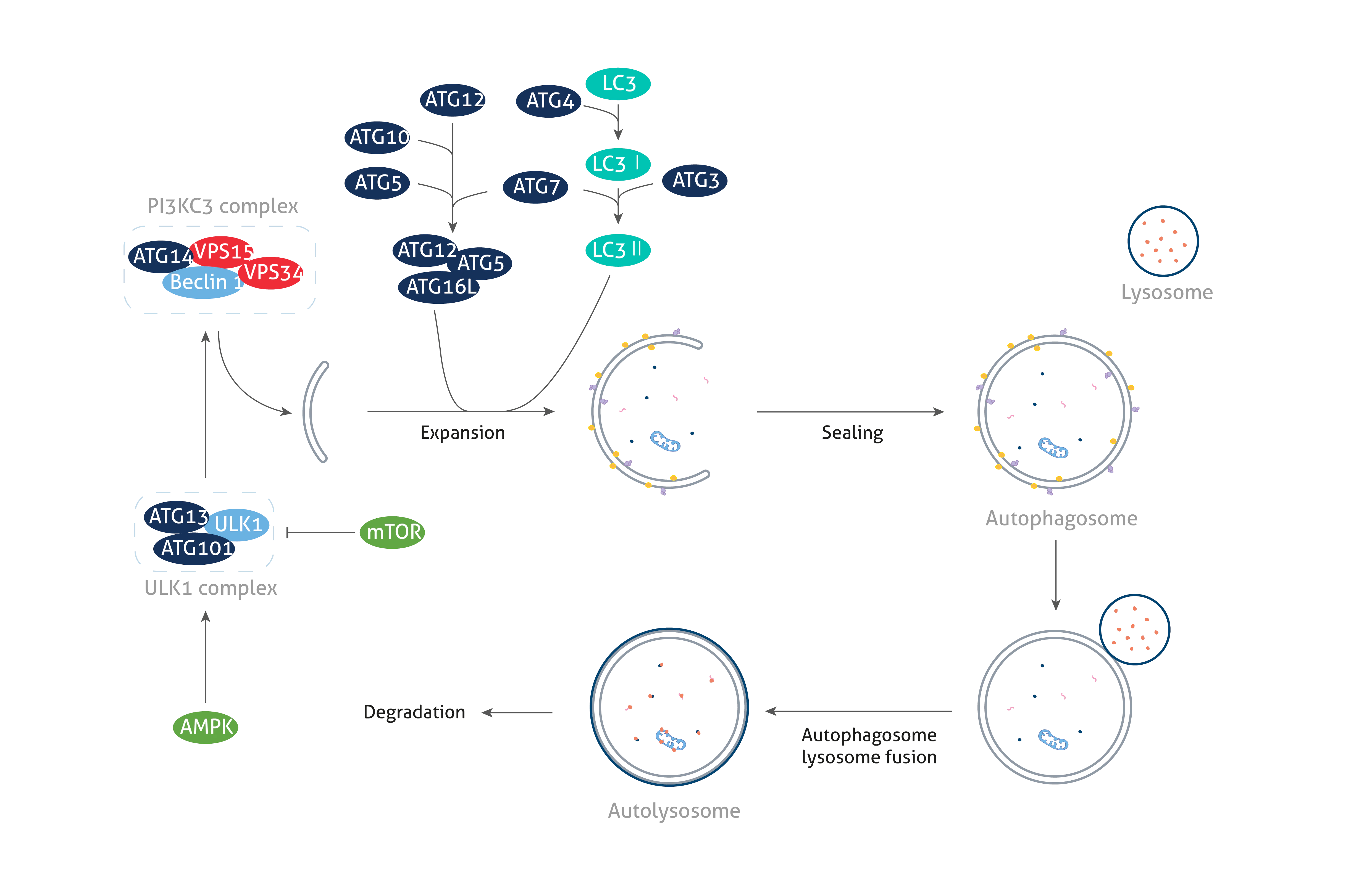 【中古-非常に良い】 ユビキチン プロテアソーム系とオートファジー 作動機構と病態生理