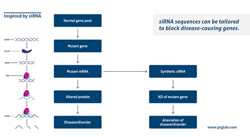 siRNAの原理の模式図（dsRNA、DICER、siRNA、RISC、mRNA）