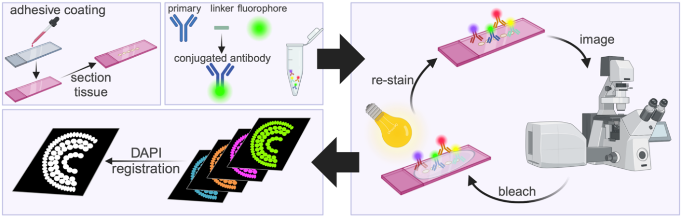 IBEX法の概要の模式図