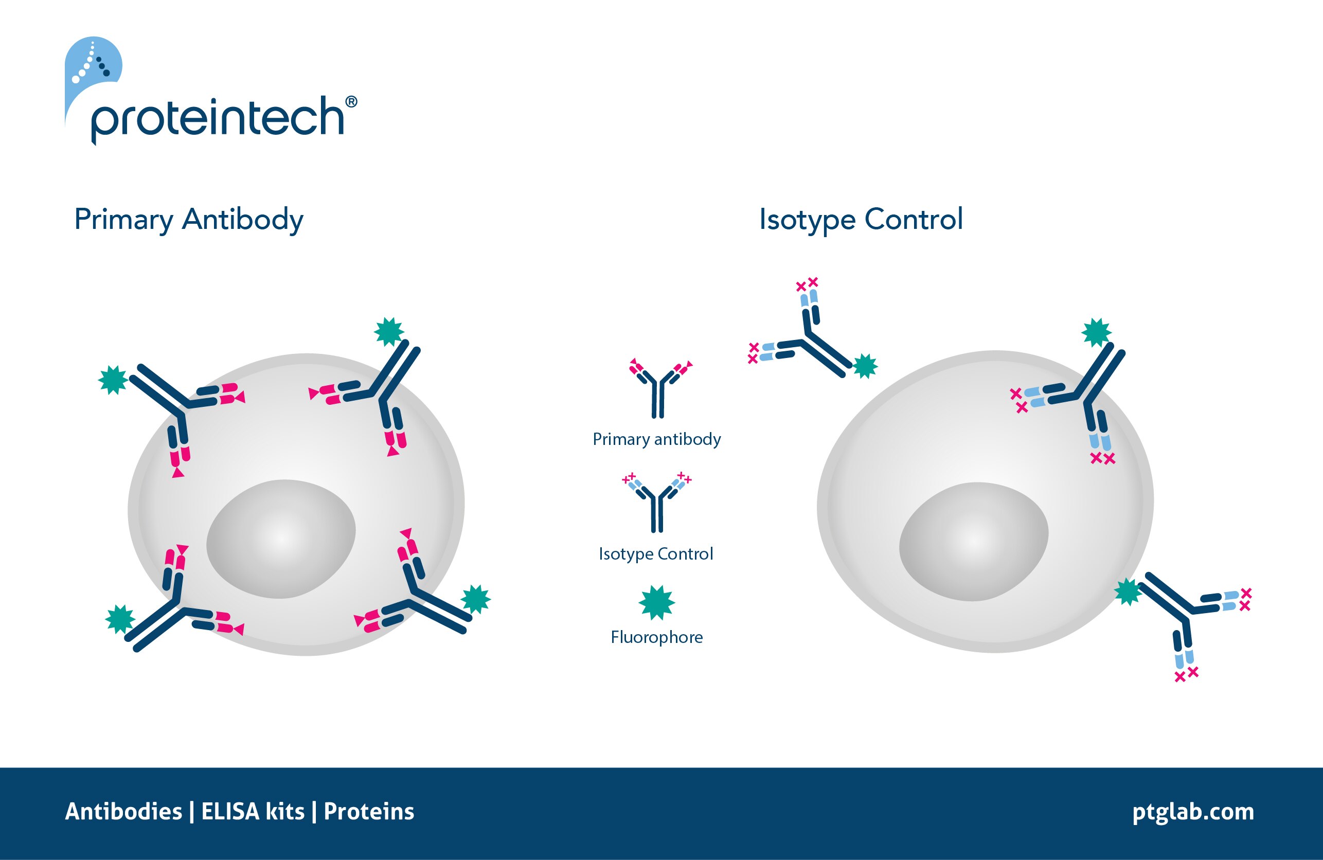 isotype control conjugated primary antibody