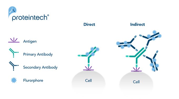 直接免疫蛍光染色法と間接免疫蛍光染色法の比較イラスト（細胞、抗原、一次抗体、二次抗体、蛍光色素）