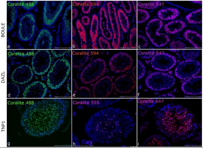 CoraLite標識抗体を使用したマウス精巣組織の免疫蛍光染色の画像（合計9枚）