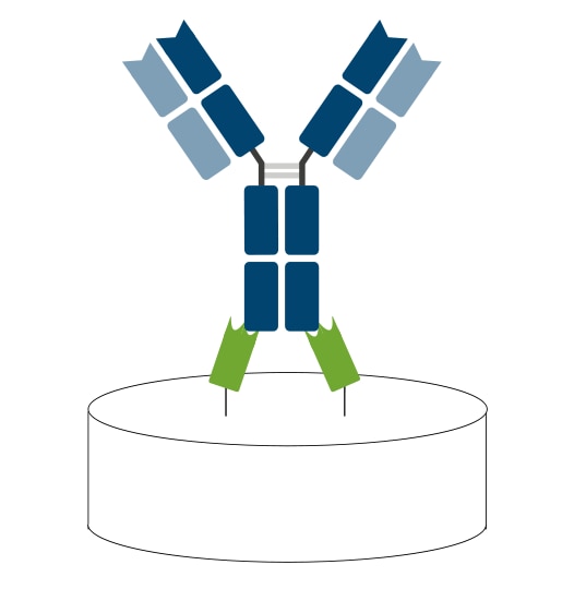 Nano-CaptureLigand® principle. Nano-CaptureLigands immobilizes an antibody in a site-directed manner