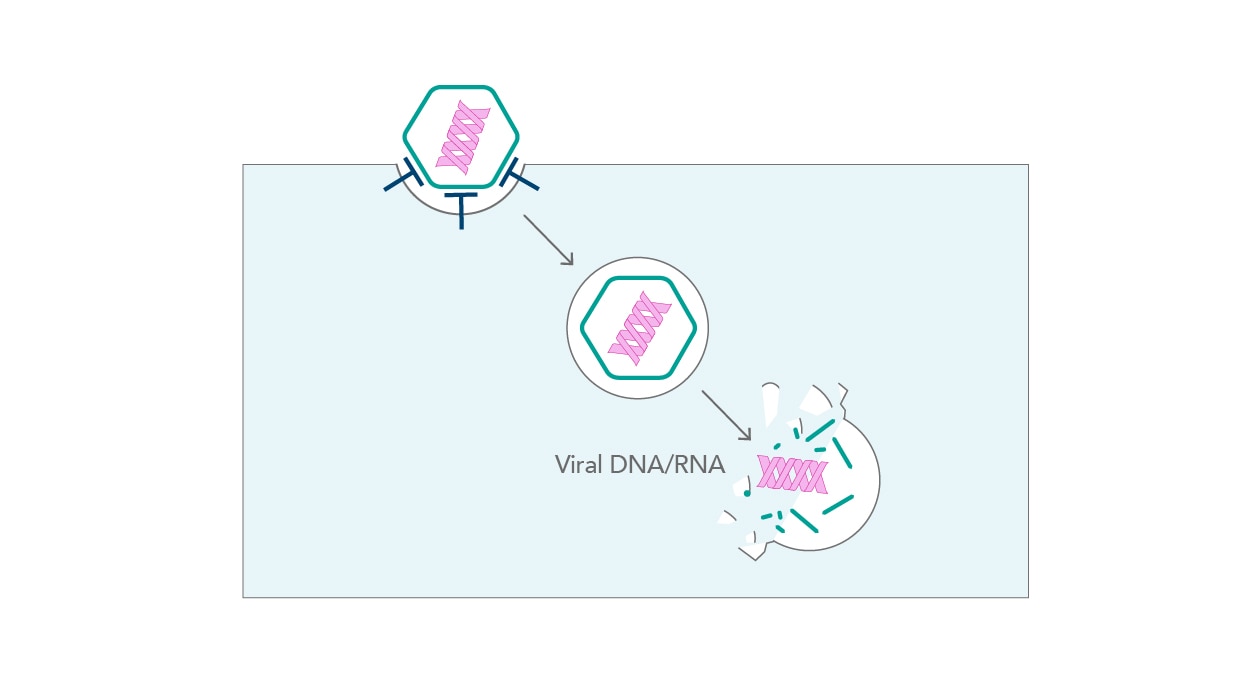 ウイルスが細胞に侵入するイラスト（非エンドサイトーシス、ウイルス侵入、ウイルスDNA/RNA）