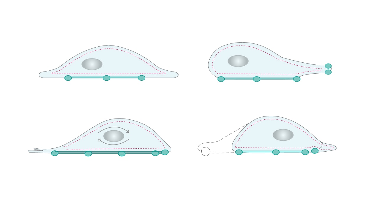 細胞が前進する様子を示したイラスト