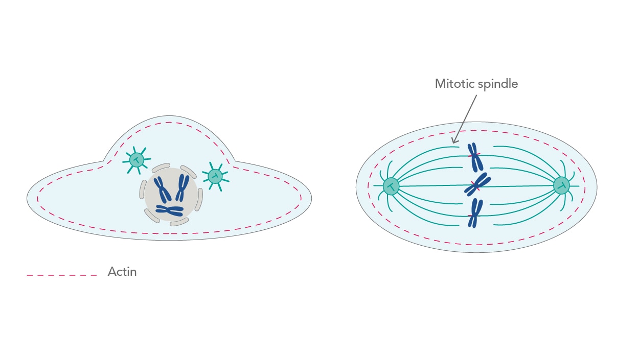 非分裂時の細胞と有糸分裂時の細胞の比較イラスト