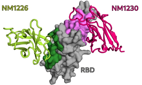 選抜クローン抗体NM1226およびNM1230がRBDのエピトープに結合した状態の立体構造