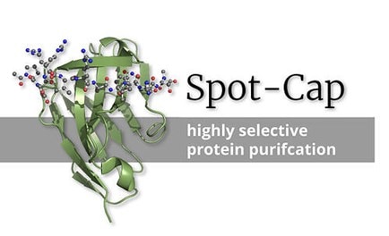 chromotekのSpot-capタンパク質の構造