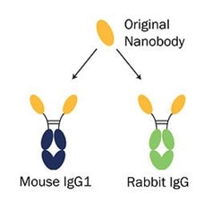 Nanobodyに従来型IgGのFcドメインを融合した組換え抗体の模式図（マウスIgG1 Fcドメイン、ウサギIgG Fcドメイン）