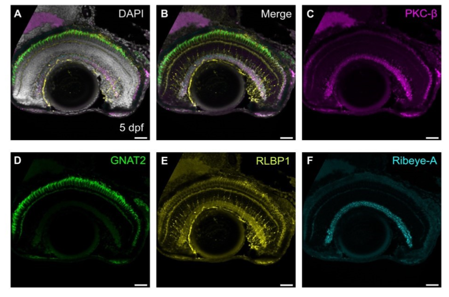 FlexAbleキットで標識した抗体を使用したゼブラフィッシュ網膜の落射蛍光顕微鏡画像