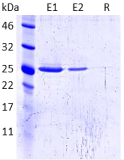 GFP-Trap Agaroseを使用したEGFPタンパク質の免疫沈降サンプルのSDS-PAGE