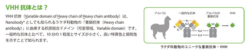 VHH 抗体とは?:VHH 抗体(Variable domain of Heavy chain of Heavy chain antibody)は、Nanobody(R) としても知られるラクダ科動物の「重鎖抗体(Heavy chain antibody)」に由来する抗原結合ドメイン(可変領域、Variable domain)です。一般的な抗体と比べて、10分の1程度とサイズが小さく、高い特異性と親和性を示すことで知られます。