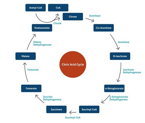クエン酸経路の模式図（関連物質と酵素）
