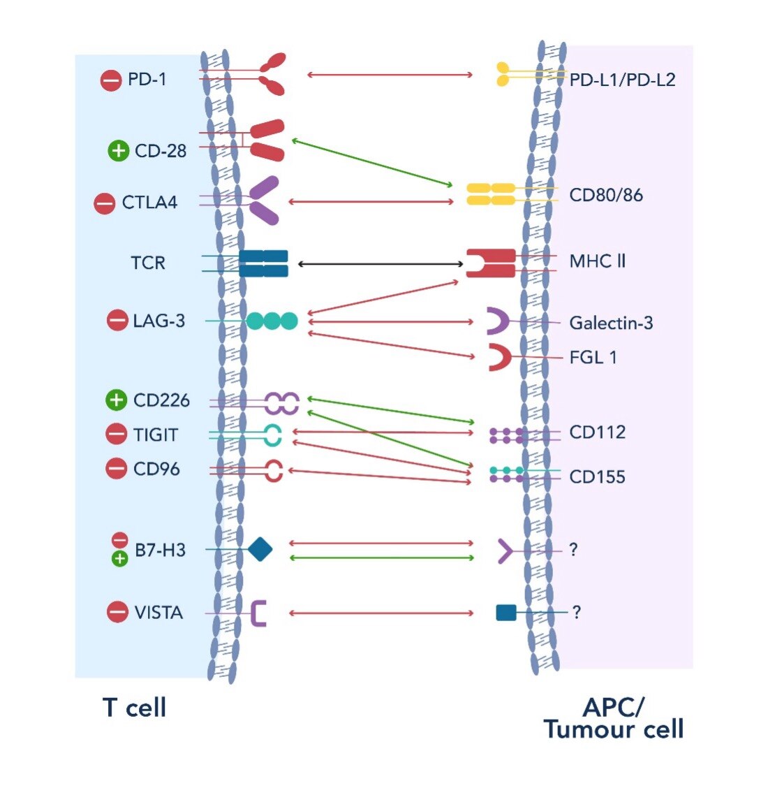 がんの進行と治療における新規免疫チェックポイント経路の全体像