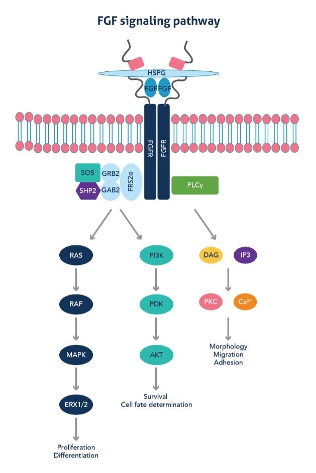 FGFシグナル伝達経路の模式図