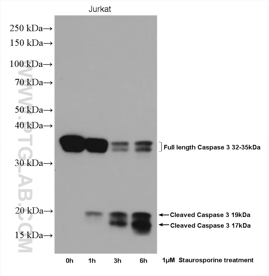 Caspase 3抗体を使用したJurkat細胞のウェスタンブロット