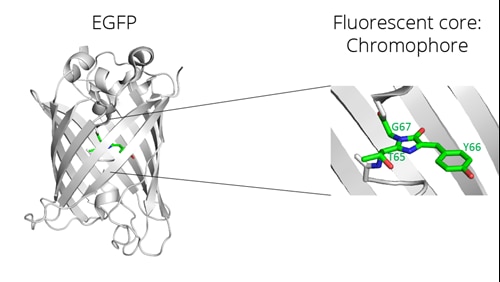 EGFPの三次構造と蛍光コアの拡大図