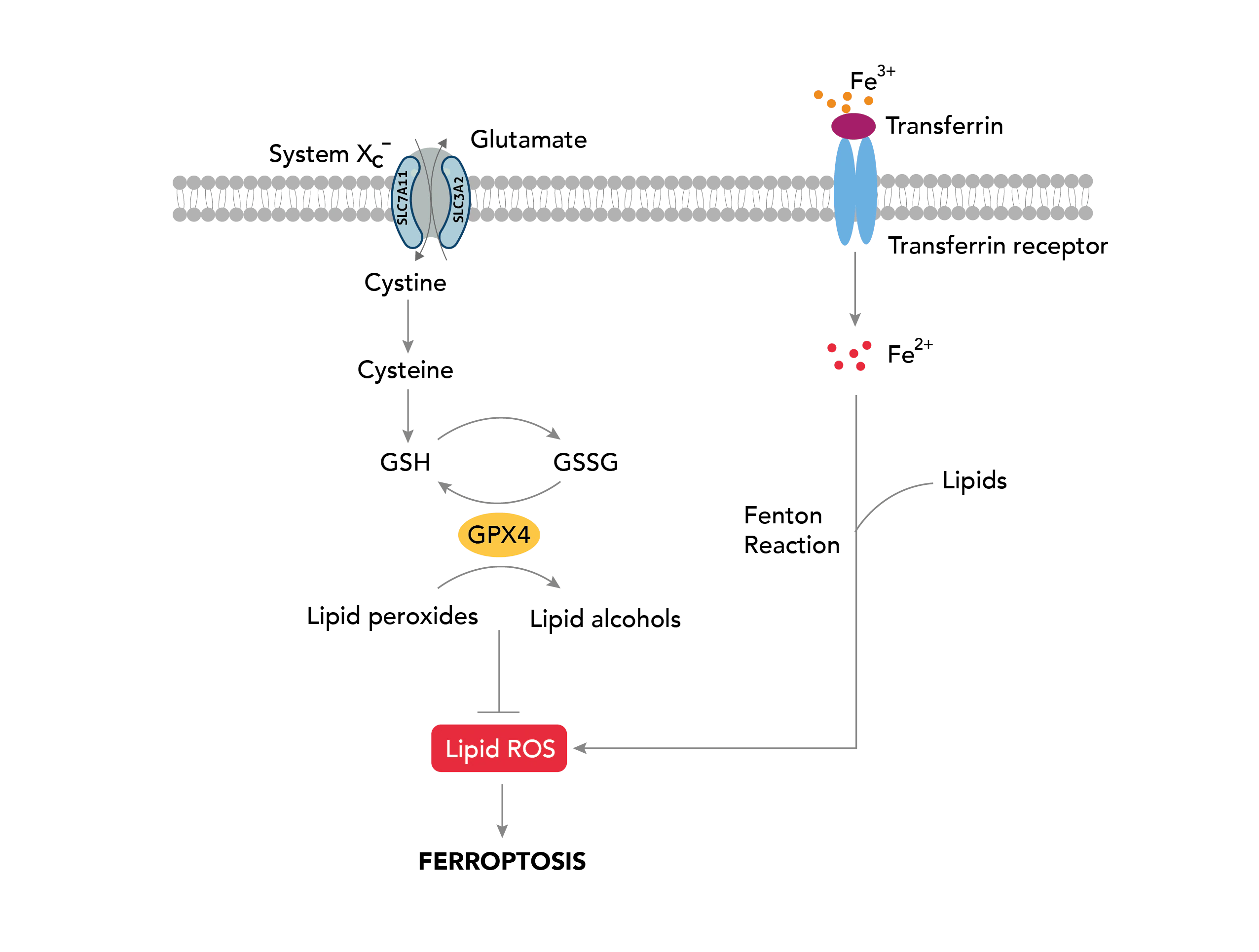 フェロトーシス経路