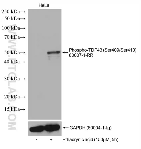 Phospho-TDP43（Ser409/410）抗体およびGAPDH抗体を用いた無処理のHeLa細胞およびエタクリン酸処理したHeLa細胞のウェスタンブロット