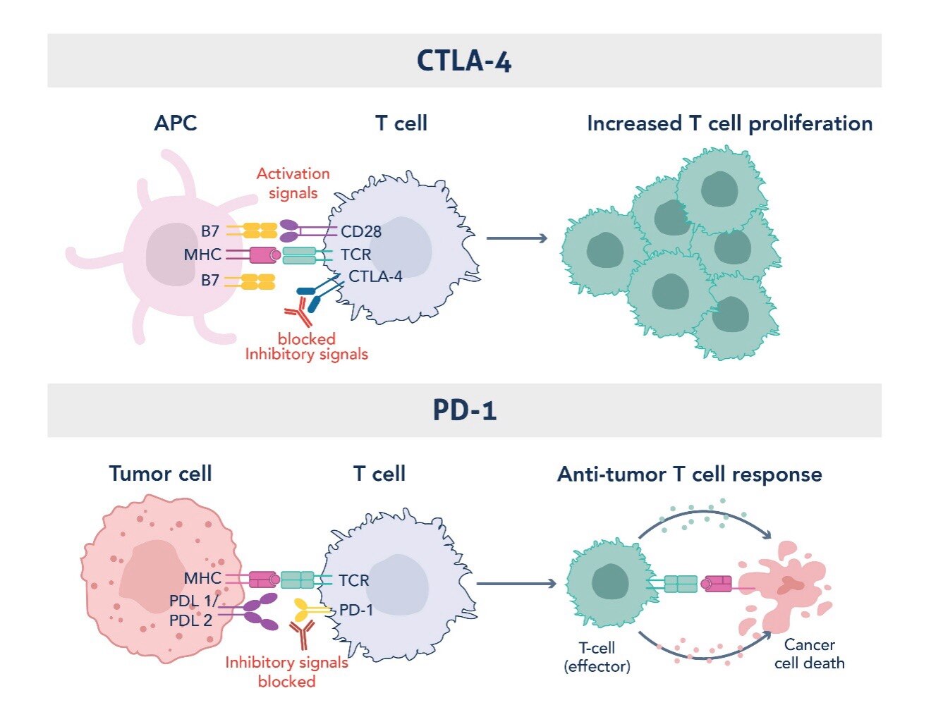 CTLA-4・PD-1分子阻害の機序