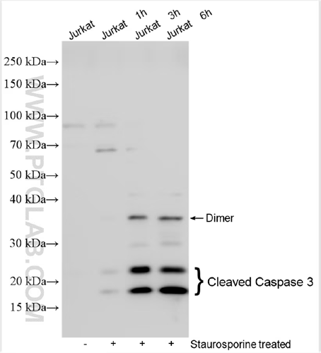 Cleaved Caspase 3抗体を使用したJurkat細胞のウェスタンブロット
