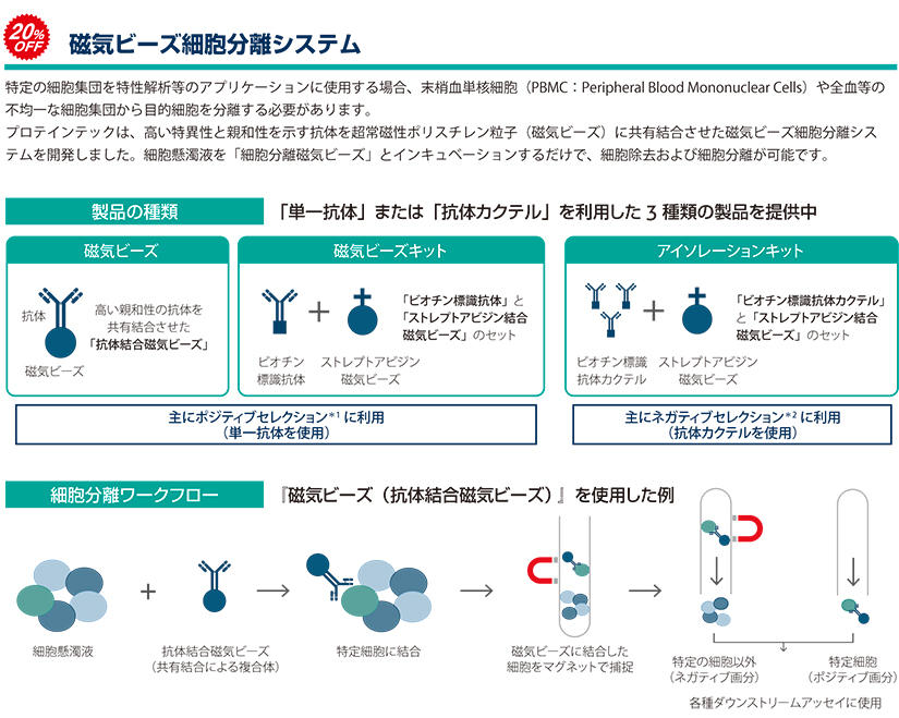 磁気ビーズ細胞分離システム:特定の細胞集団を特性解析等のアプリケーションに使用する場合、末梢血単核細胞(PBMC:Peripheral Blood Mononuclear Cells)や全血等の不均一な細胞集団から目的細胞を分離する必要があります。プロテインテックは、高い特異性と親和性を示す抗体を超常磁性ポリスチレン粒子(磁気ビーズ)に共有結合させた磁気ビーズ細胞分離システムを開発しました。細胞懸濁液を「細胞分離磁気ビーズ」とインキュベーションするだけで、細胞除去および細胞分離が可能です。