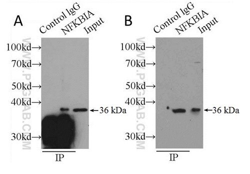 煮沸サンプルと溶出サンプルの比較（煮沸サンプルは30kDa付近に多量の非特異的染色）