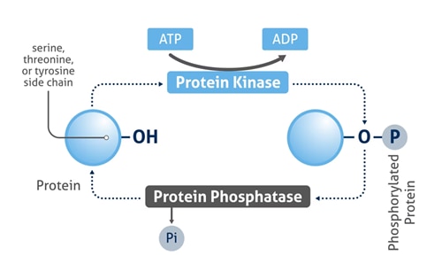 タンパク質リン酸化のメカニズム。タンパク質リン酸化にはキナーゼとホスファターゼが関与します