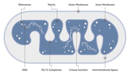 ミトコンドリアの模式図（リボソーム、DNA、マトリックス、複合体、外膜、クリステ、内膜、膜間腔）