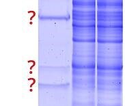 SDS-PAGEで出現する抗体鎖由来のバンド画像