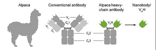 VHH抗体の由来&従来型抗体との構造比較イラスト