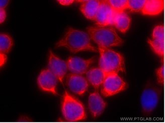 CoraLite®594標識抗体を使用した-20度エタノール固定HT-29細胞の免疫蛍光染色