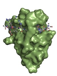 Spot-NanobodyにSpot-tagペプチドが結合した画像