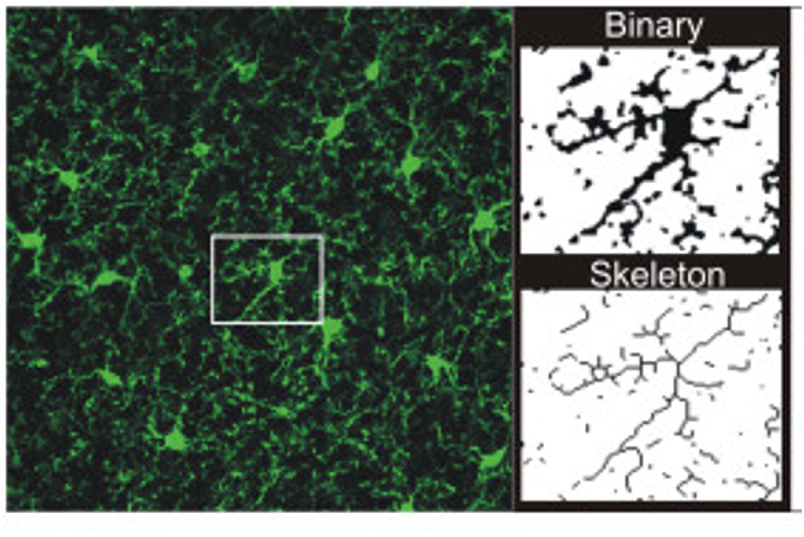 活性型ミクログリア（活性化ミクログリア）の同定方法 | Proteintech Group