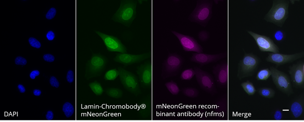 Lamin-Chromobody®-mNeonGreen一過性発現HeLa細胞の免疫蛍光染色（DAPI染色、mNeonGreen、mNeonGreen VHH-マウスIgG1融合組換え抗体および抗マウスIgG1 Nano Secondary、Merge画像）