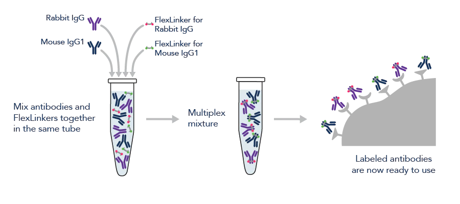 異なる免疫動物由来の一次抗体を標識する場合のFlexAbleのワークフロー（同時に標識）