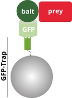 GFP-Trap、GFP融合ベイトタンパク質、プレイタンパク質が結合した模式図