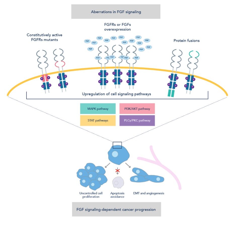 がんの進行におけるFGFシグナル伝達経路のメカニズム