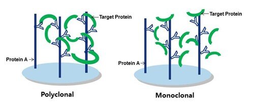 捕捉抗体としてのポリクローナル抗体およびモノクローナル抗体の模式図（ターゲットタンパク質、プロテインA、抗体））