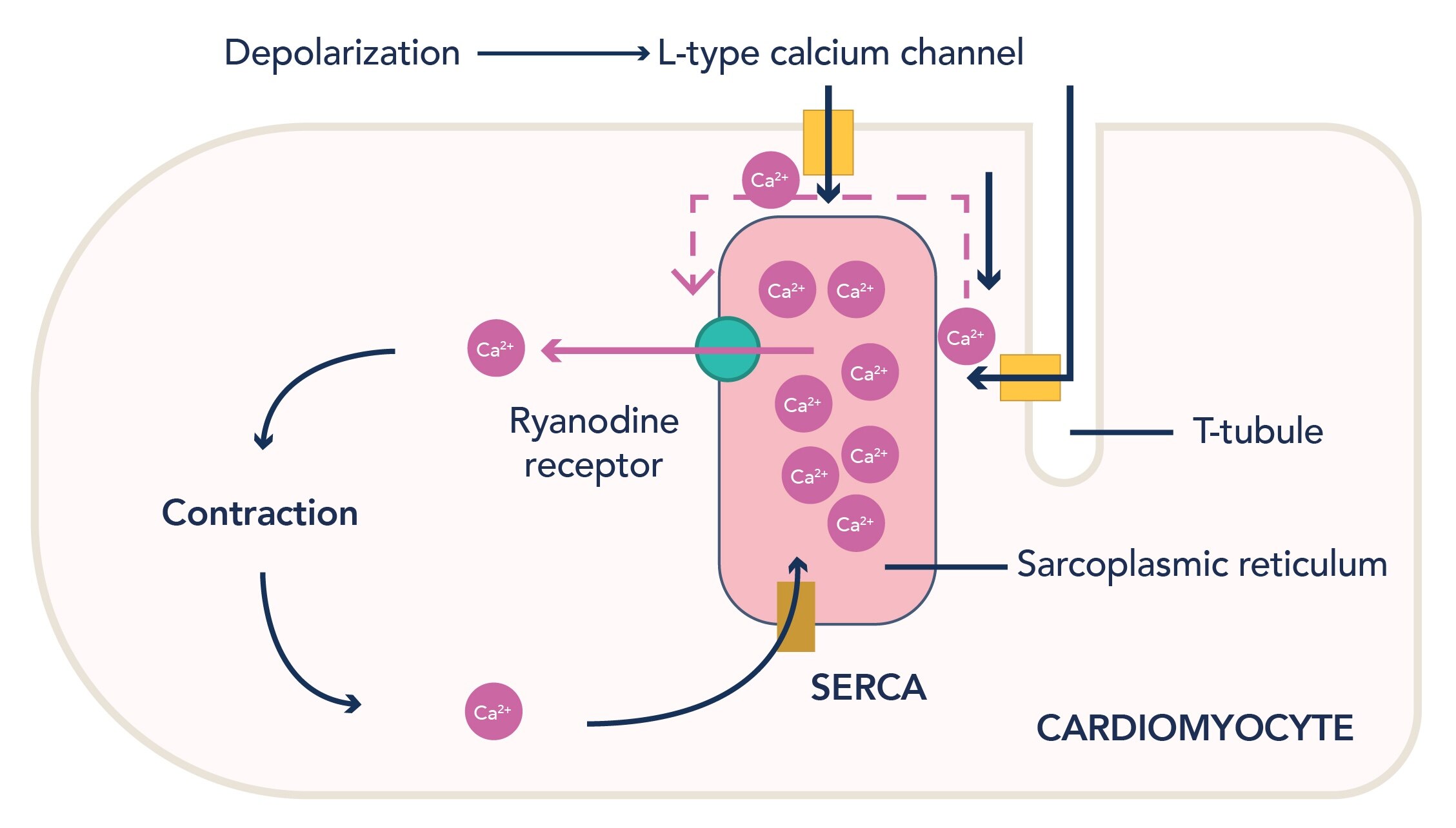 心筋細胞のカルシウム誘発性カルシウム放出の模式図