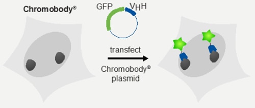 Chromobody® plasmidのトランスフェクションによる融合タンパク質の発現を示したイラスト