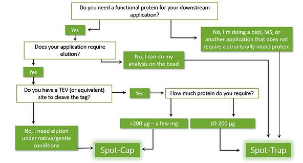 Spot-TrapまたはSpot-Capのどちらを使用するか決定するためのチャート（下流アプリケーションの適用、タグの種類、タンパク質量等に基づき決定します）