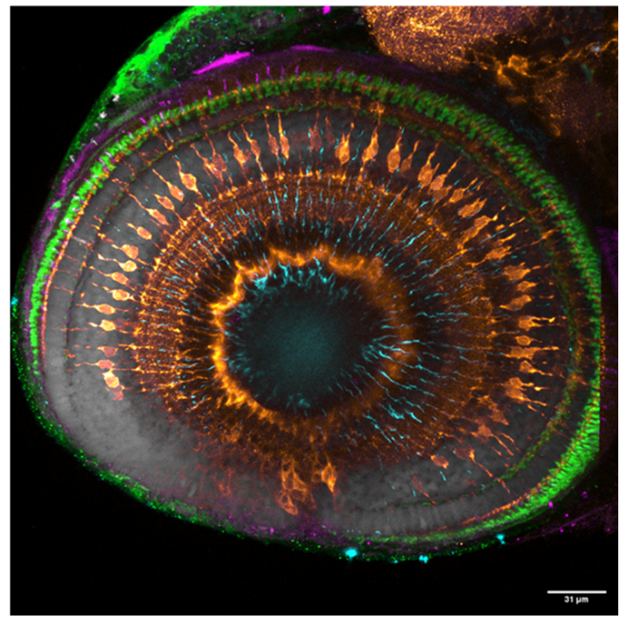 ゼブラフィッシュ網膜のホールマウント染色共焦点顕微鏡像のMerge画像