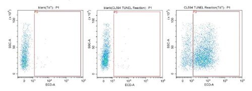 CoraLite®594 TUNEL Assay Apoptosis Detection Kitを使用したフローサイトメトリー解析