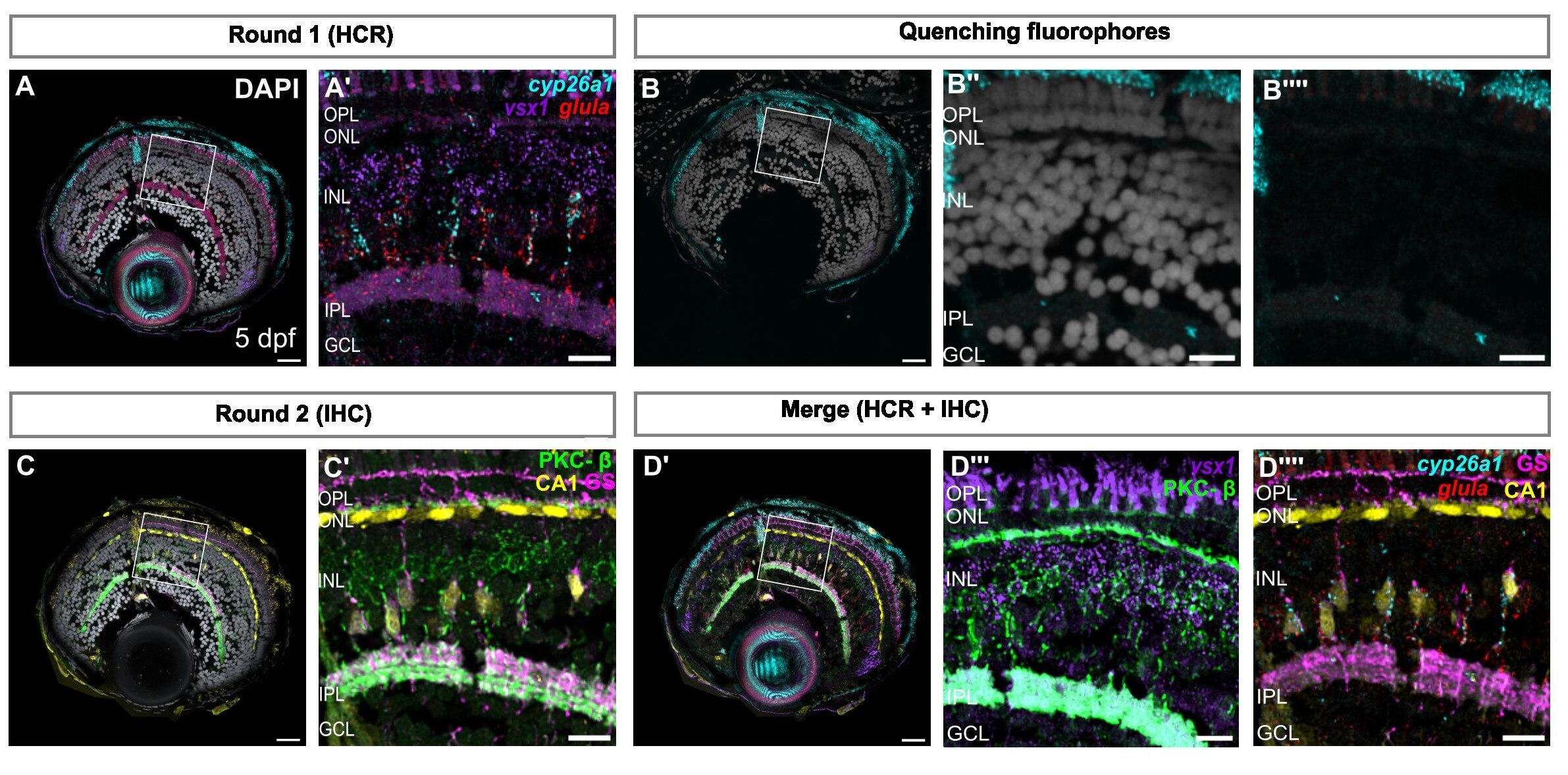 HCR法と免疫染色を併用したゼブラフィッシュ網膜の共焦点イメージング画像