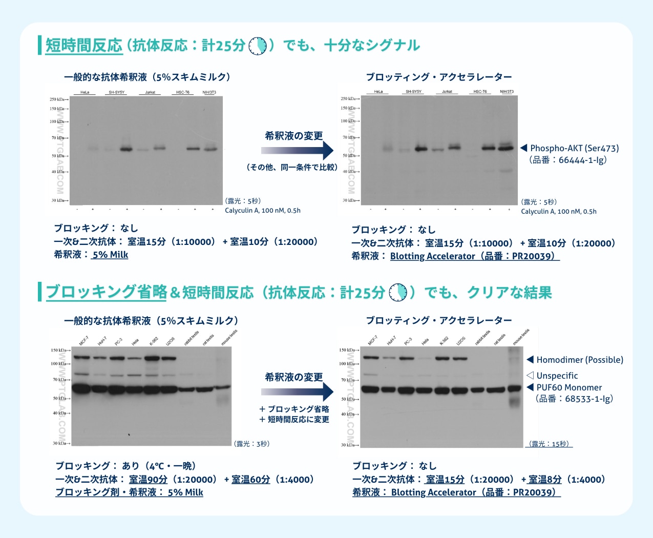 WB　抗体希釈液