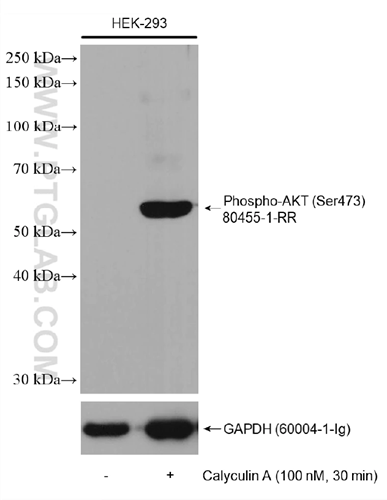 Phospho-AKT（Ser473）抗体を使用したHEK293細胞のウェスタンブロット