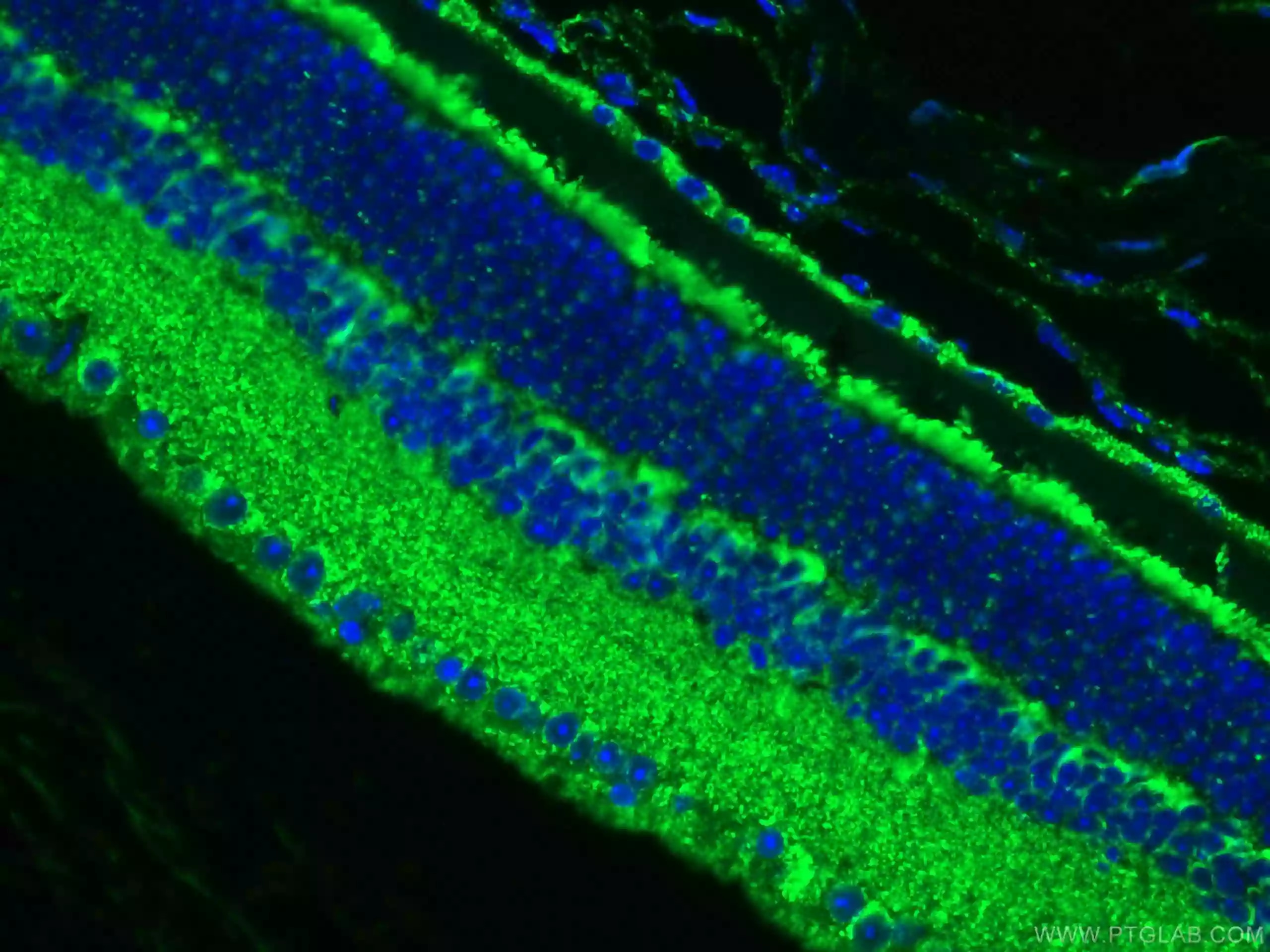 Cytochrome c抗体およびCoraLite®488標識AffiniPureヤギ抗ウサギIgGを使用したマウス眼組織の免疫蛍光染色