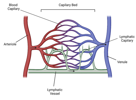 血管系の階層を色別に表したイラスト