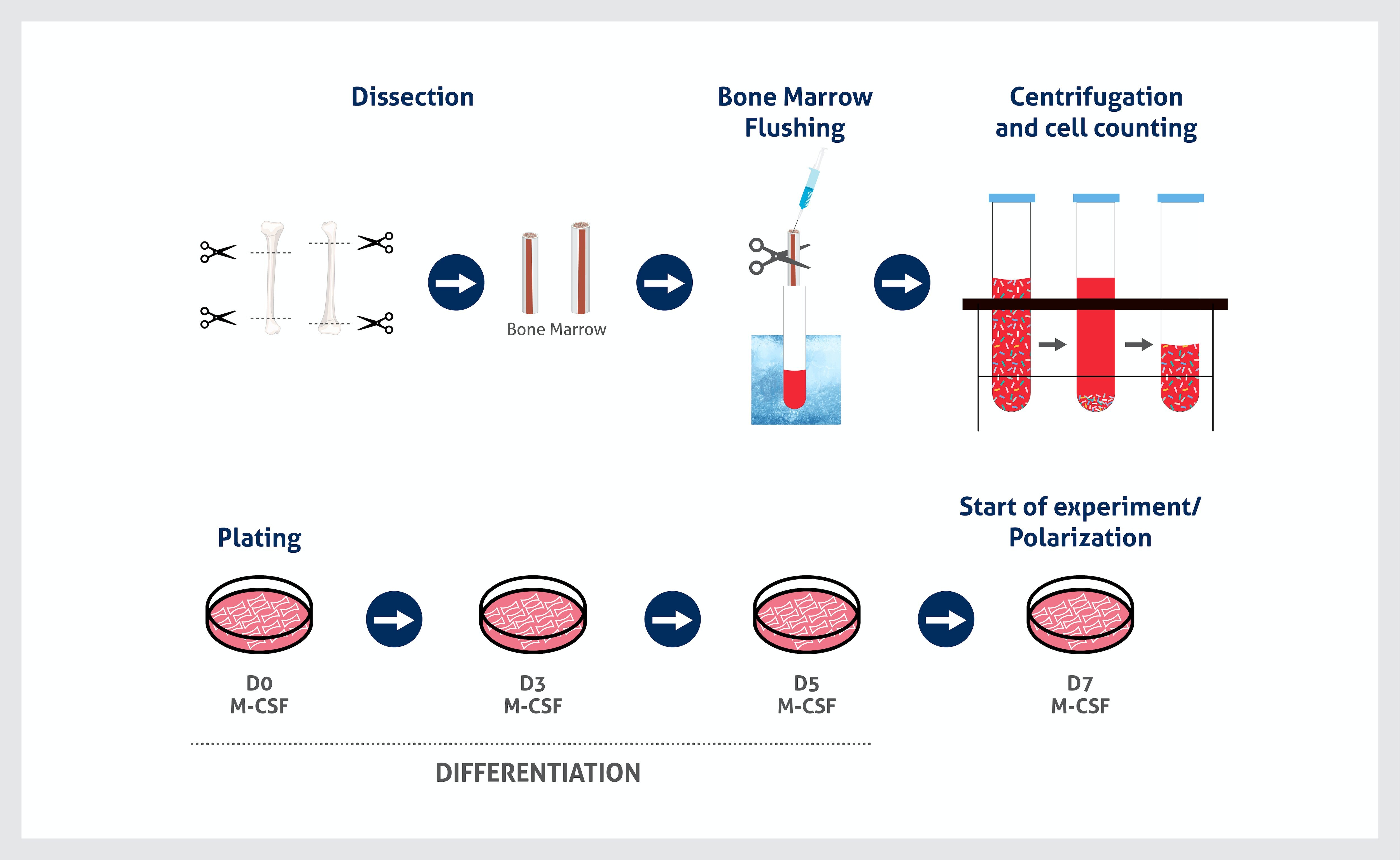 【洋書・神経細胞培養の実用書】Neural Cell Culture 洋書・神経細胞培養の実用書】Neural Cell Culture 本